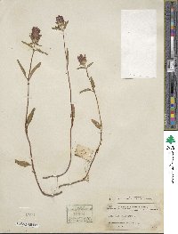 Prunella vulgaris image