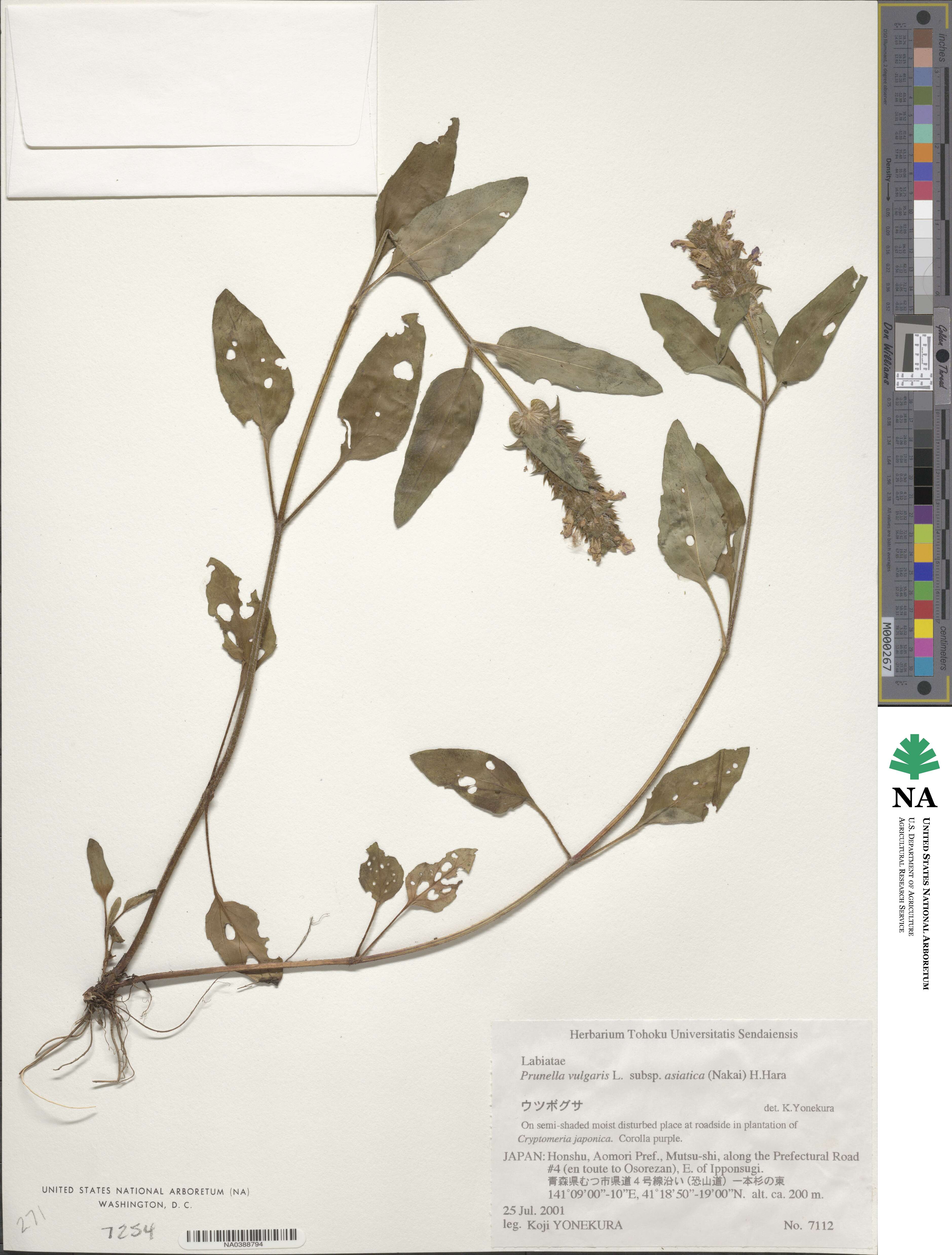 Prunella vulgaris subsp. asiatica image