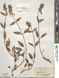 Prunella vulgaris subsp. asiatica image