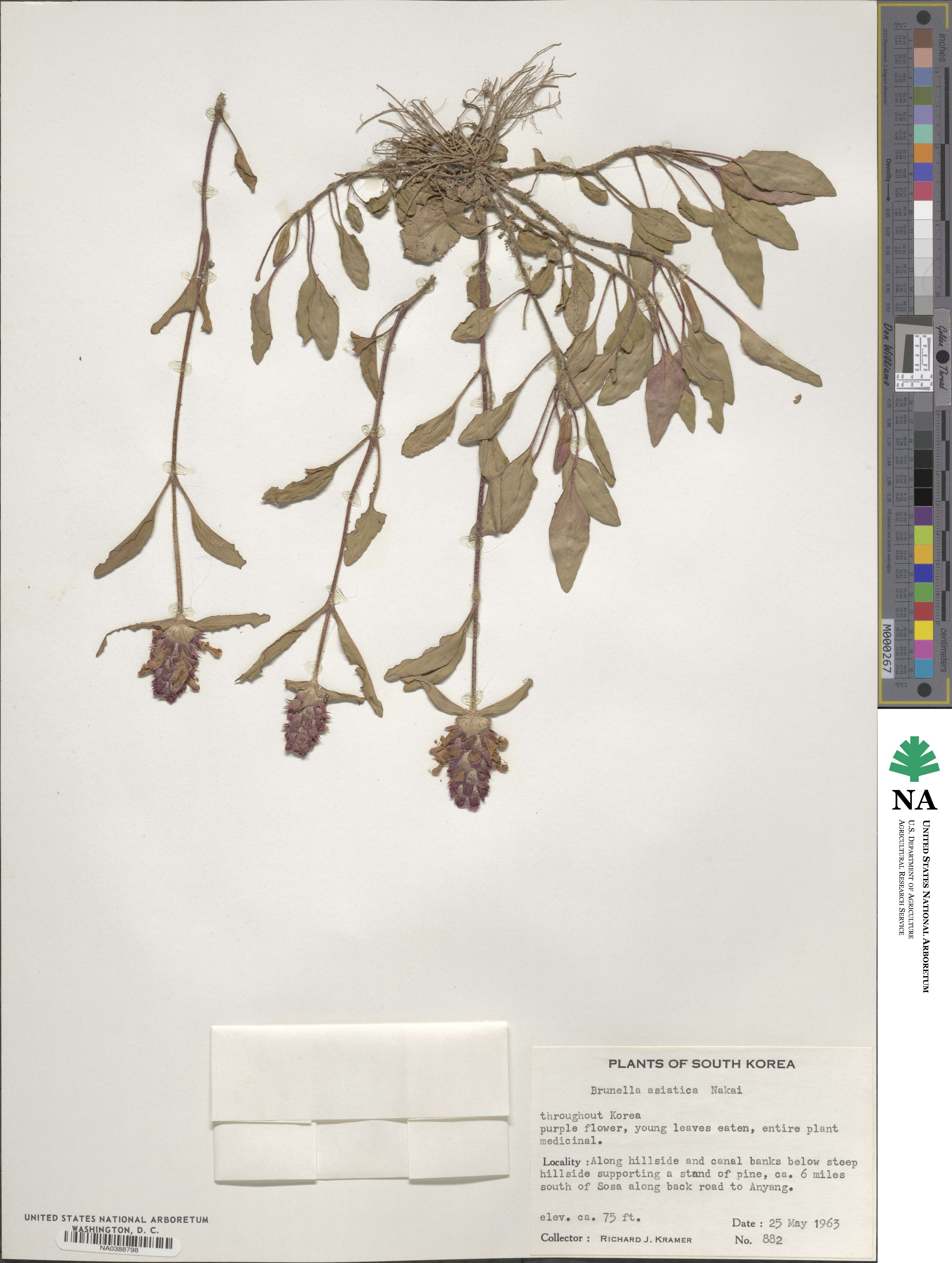 Prunella vulgaris subsp. asiatica image