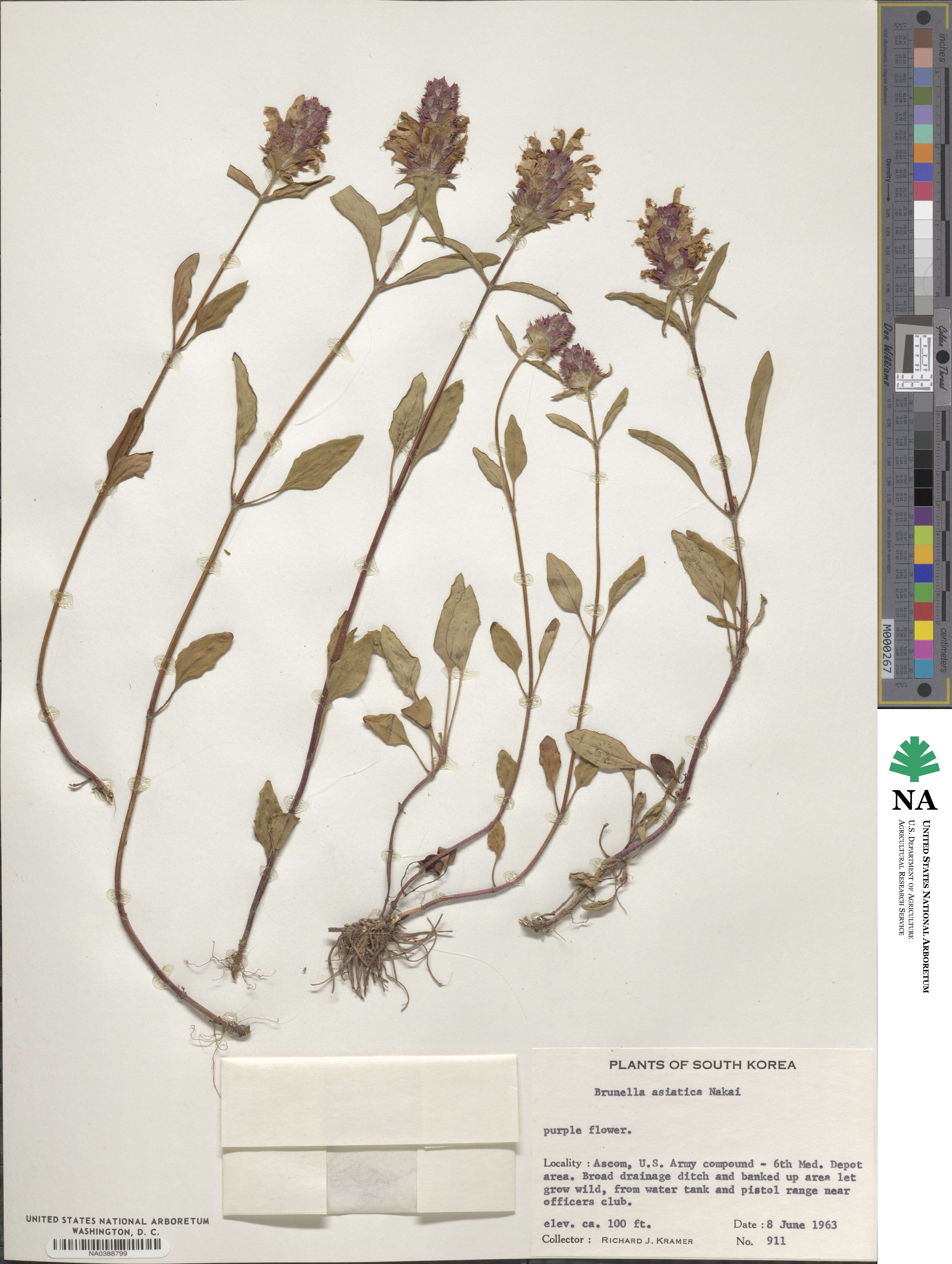 Prunella vulgaris subsp. asiatica image
