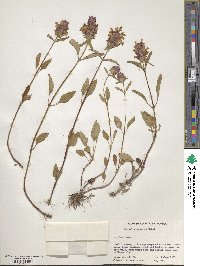 Prunella vulgaris image