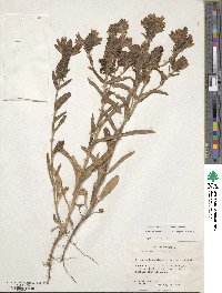 Brazoria truncata image