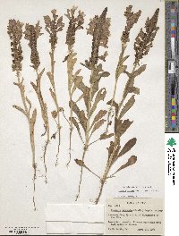 Brazoria truncata image