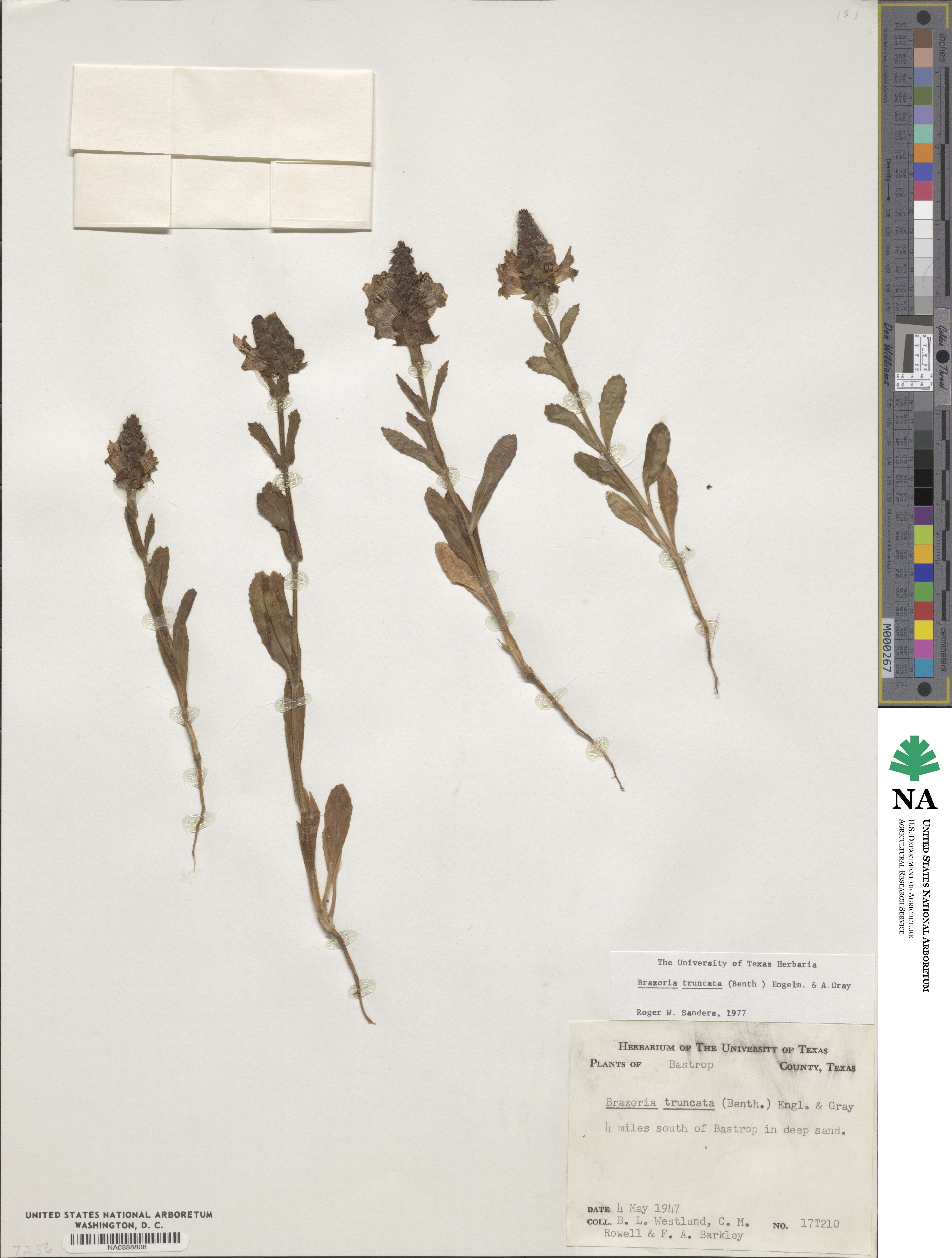 Brazoria truncata image