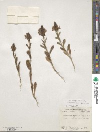 Brazoria truncata image