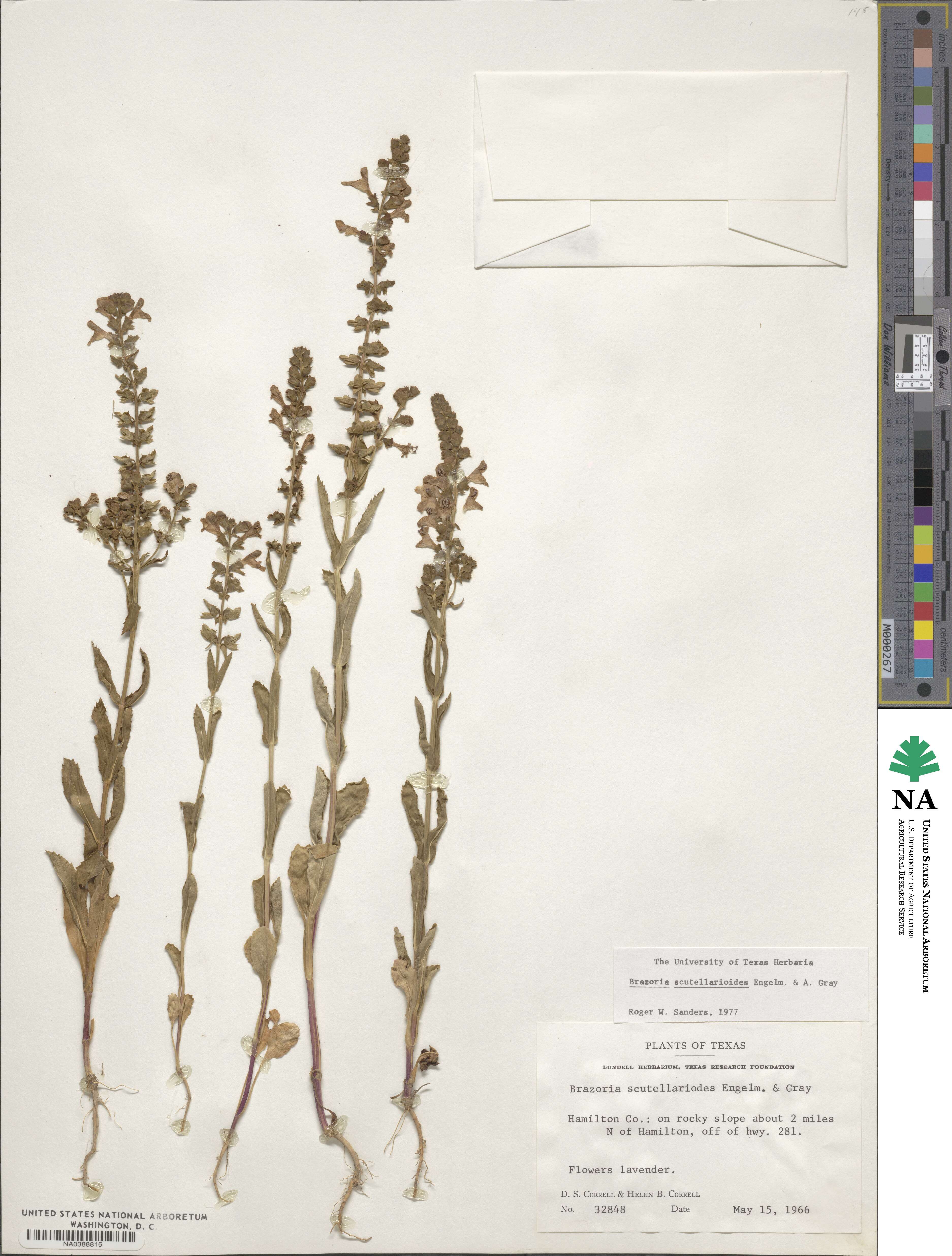 Warnockia scutellarioides image