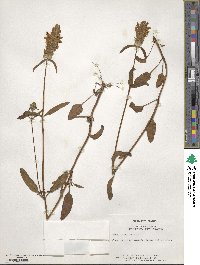 Prunella vulgaris image