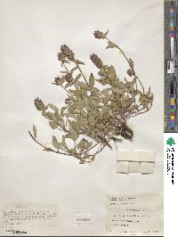 Prunella vulgaris image