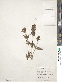 Prunella grandiflora image