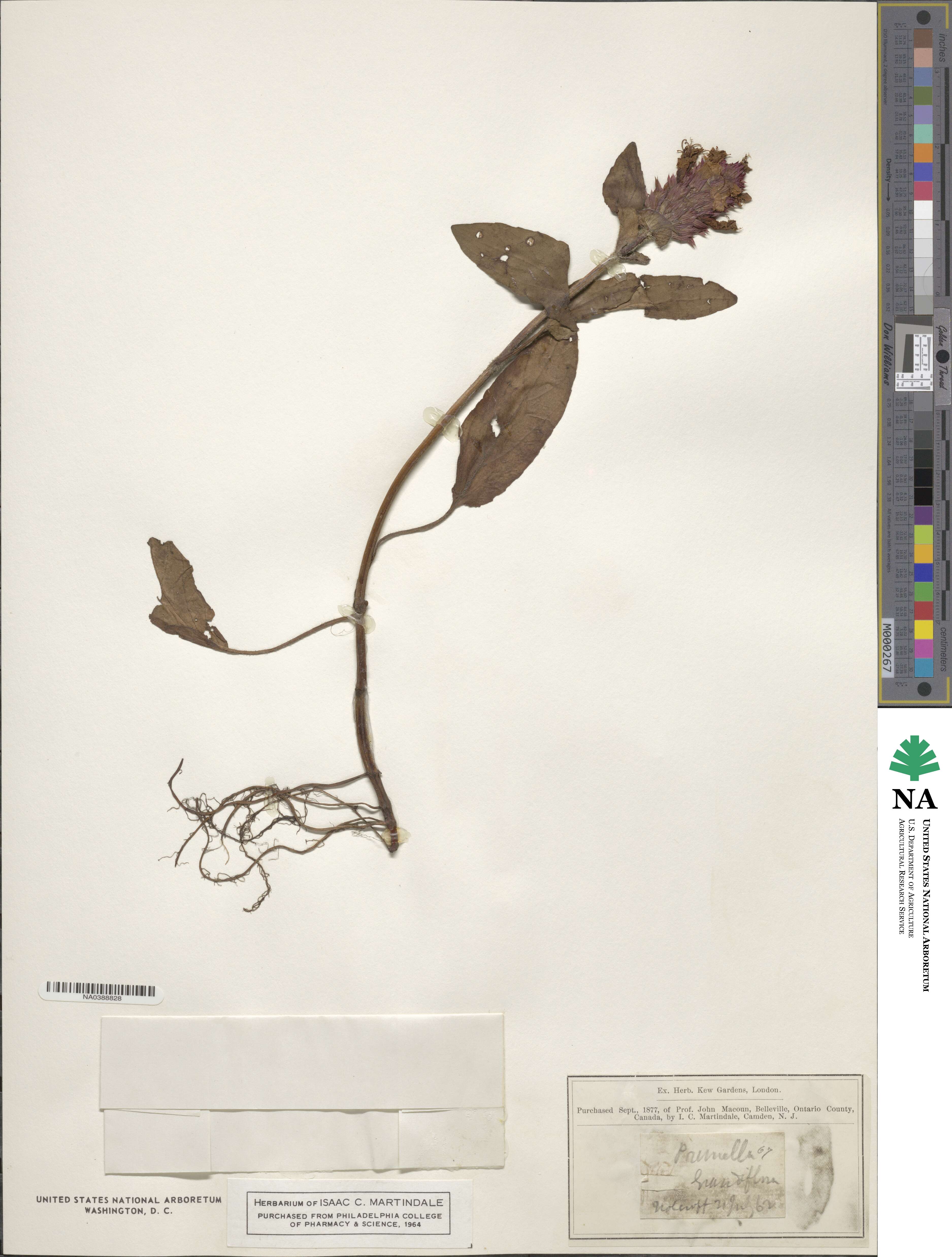 Prunella grandiflora image