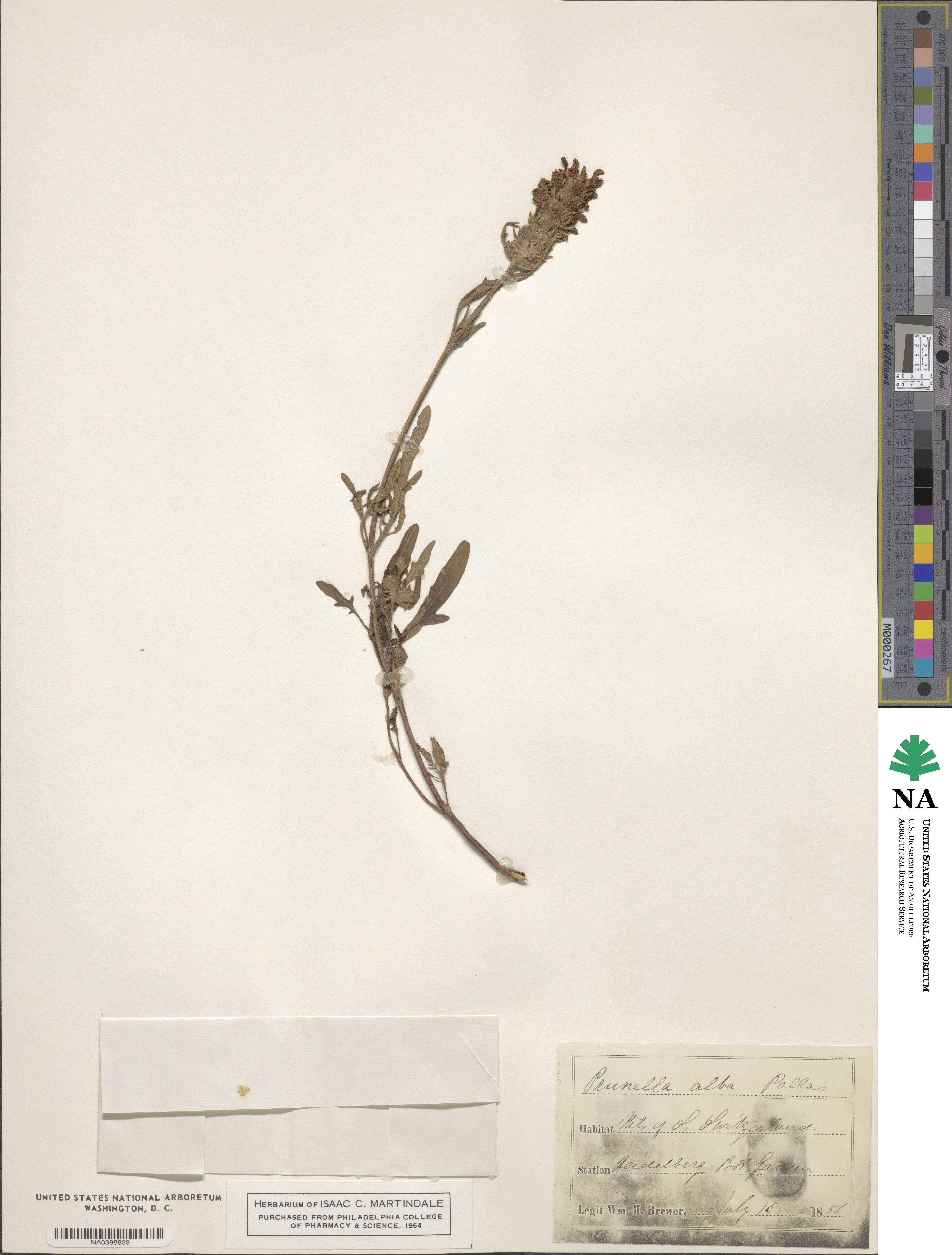 Prunella laciniata image