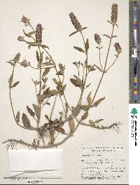 Prunella vulgaris image