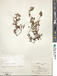 Prunella vulgaris image