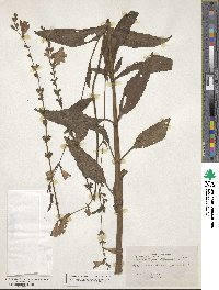 Physostegia virginiana subsp. virginiana image