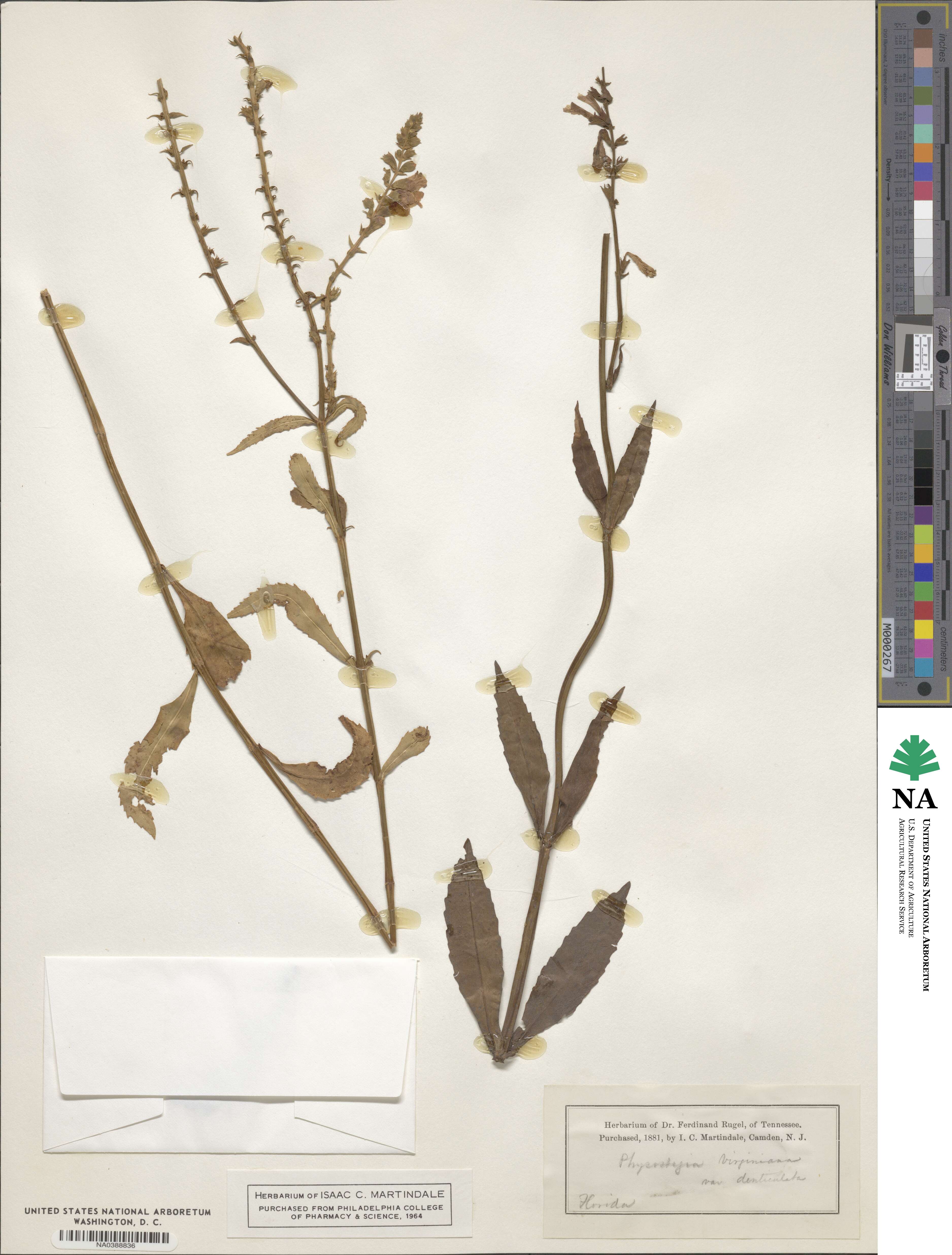 Physostegia virginiana subsp. virginiana image