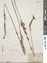 Image of Physostegia purpurea