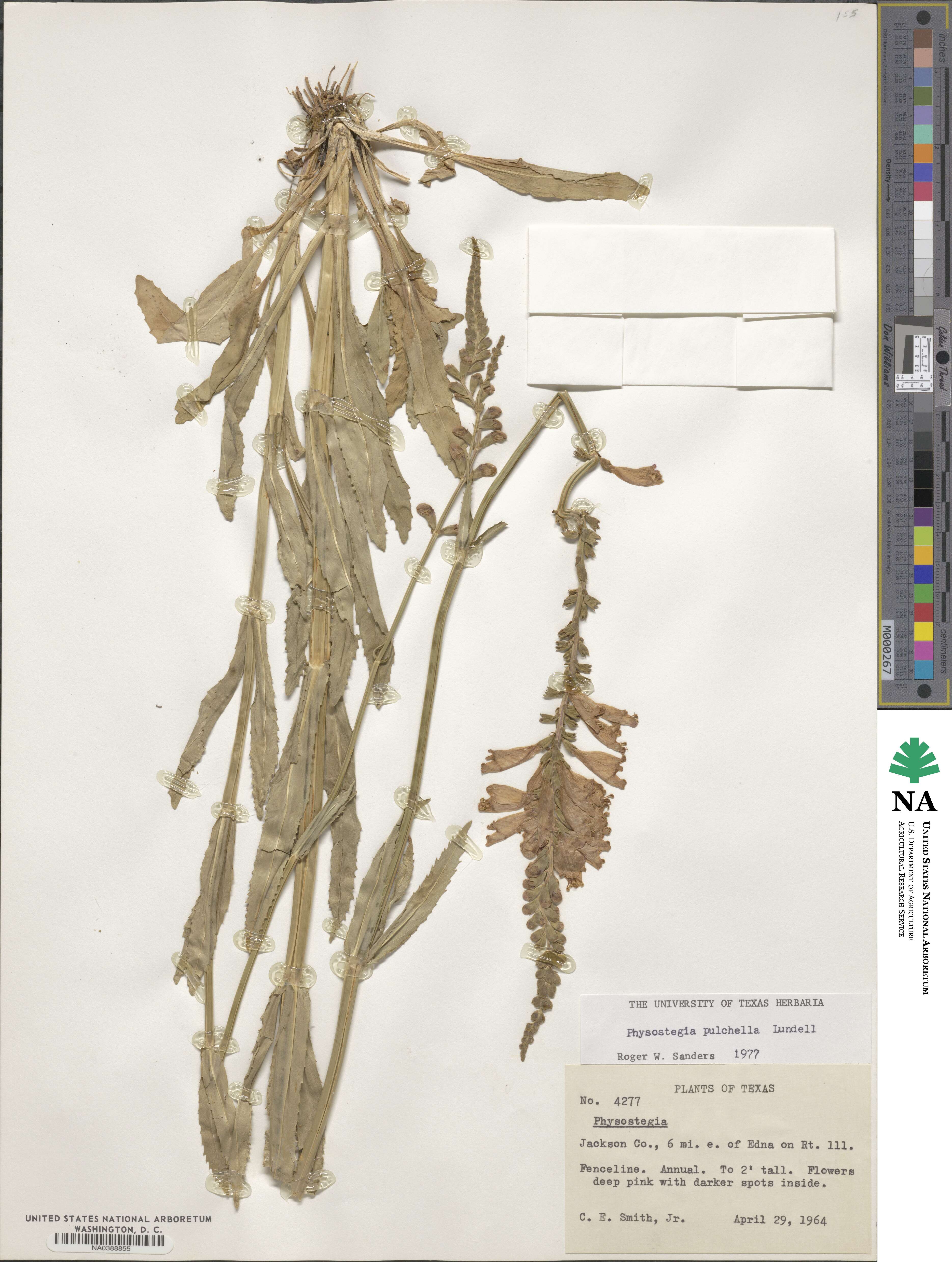 Physostegia virginiana subsp. virginiana image