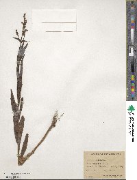 Physostegia parviflora image