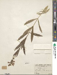 Physostegia parviflora image