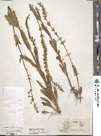 Physostegia intermedia image