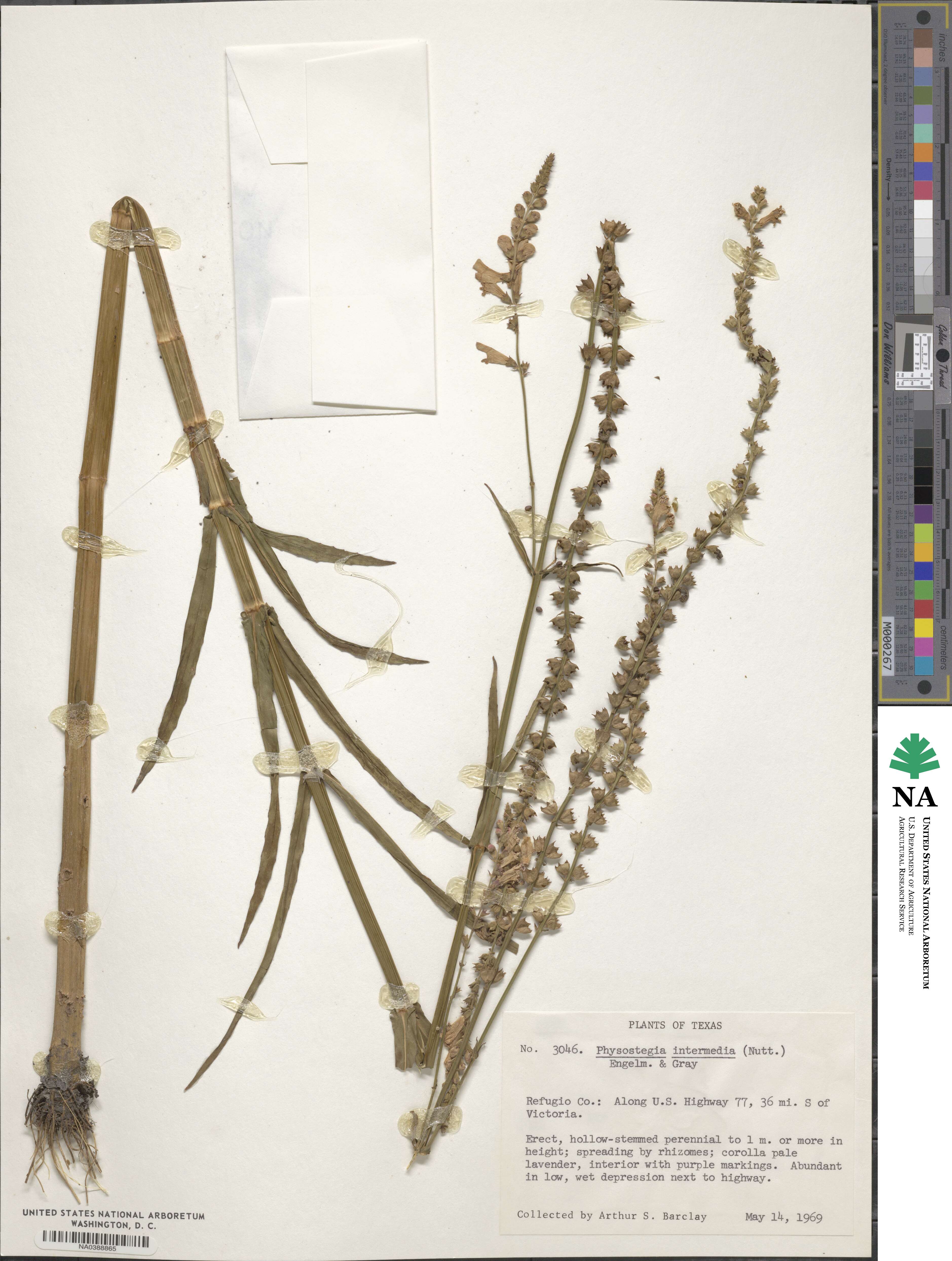 Physostegia intermedia image