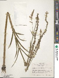 Physostegia intermedia image