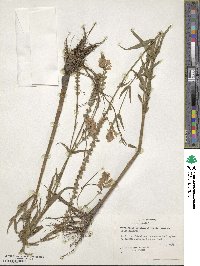 Physostegia intermedia image