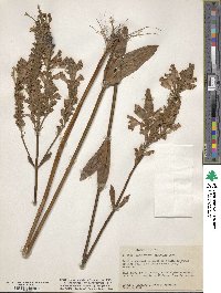 Image of Physostegia digitalis