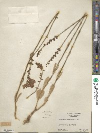 Physostegia virginiana subsp. virginiana image