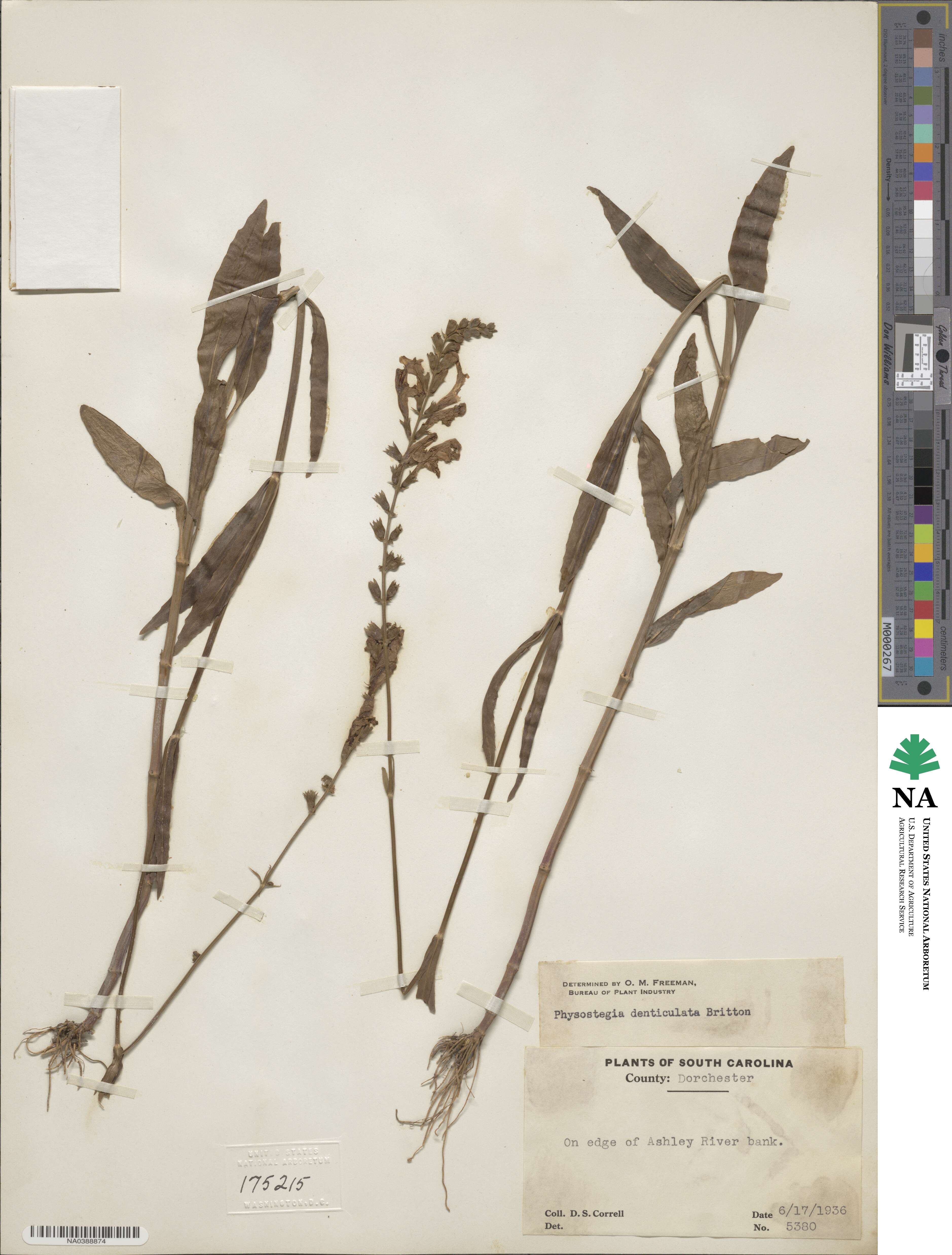 Physostegia virginiana subsp. virginiana image