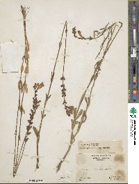 Physostegia virginiana subsp. virginiana image