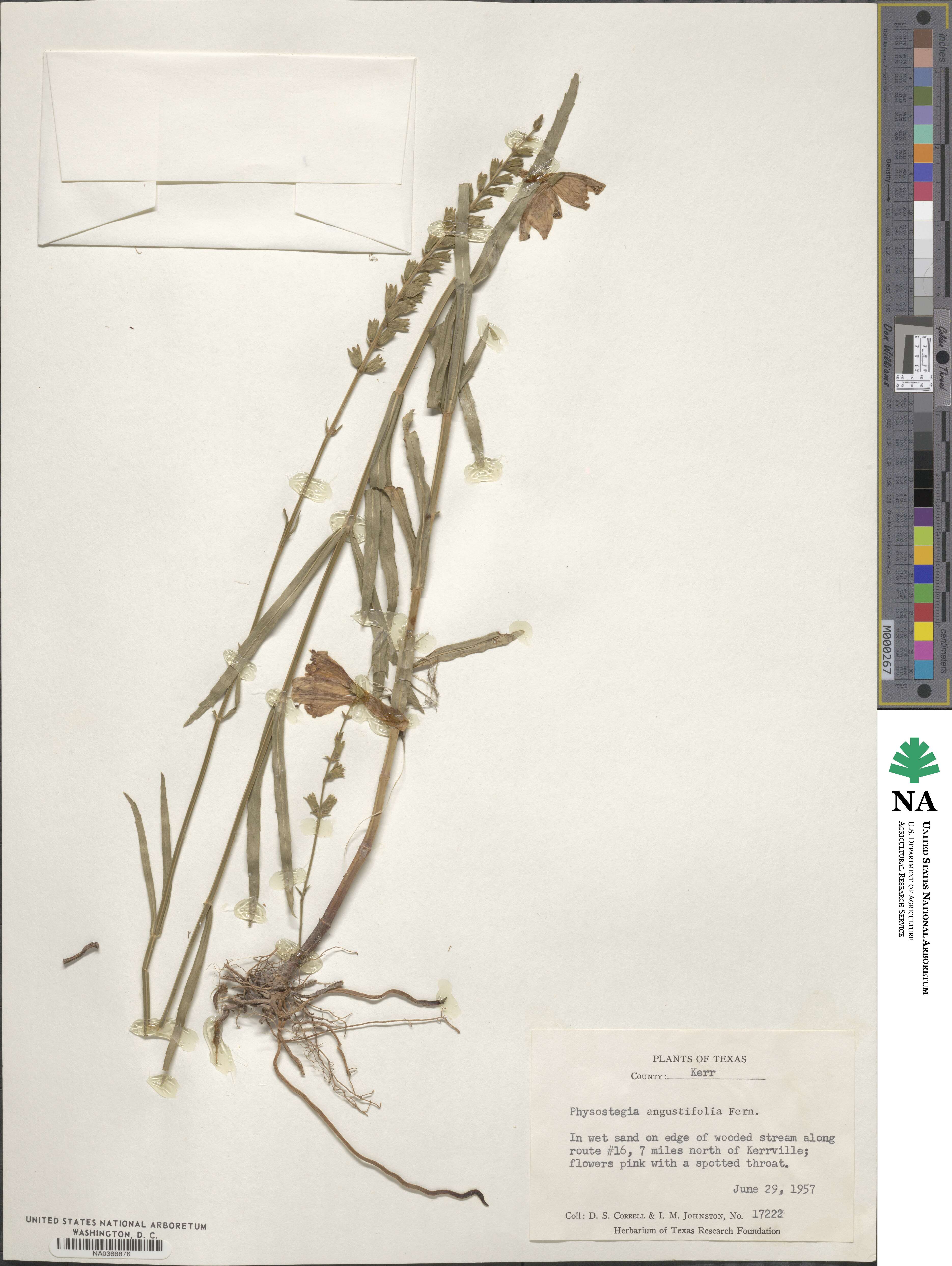 Physostegia angustifolia image