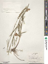 Image of Physostegia angustifolia