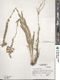 Physostegia angustifolia image