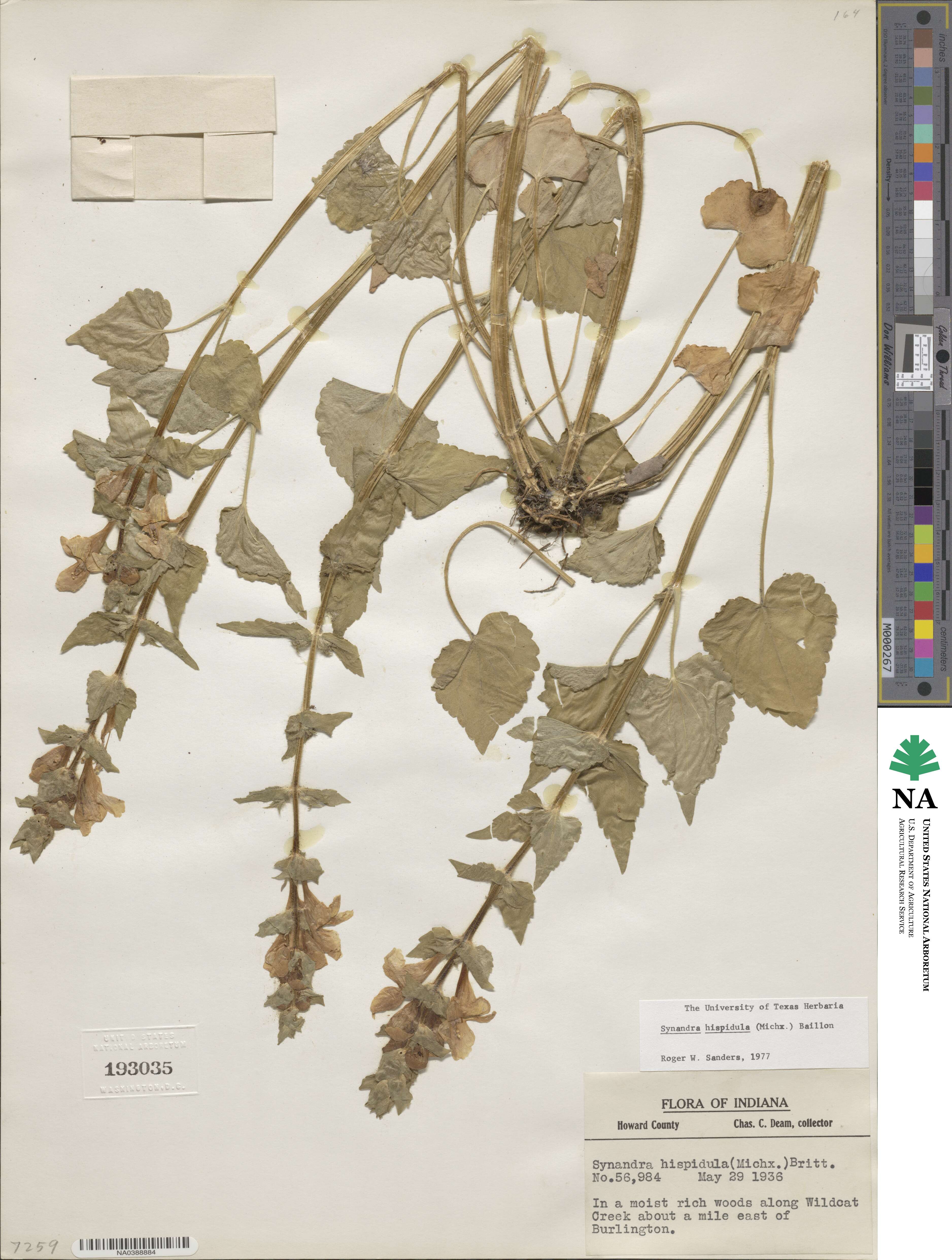 Synandra hispidula image