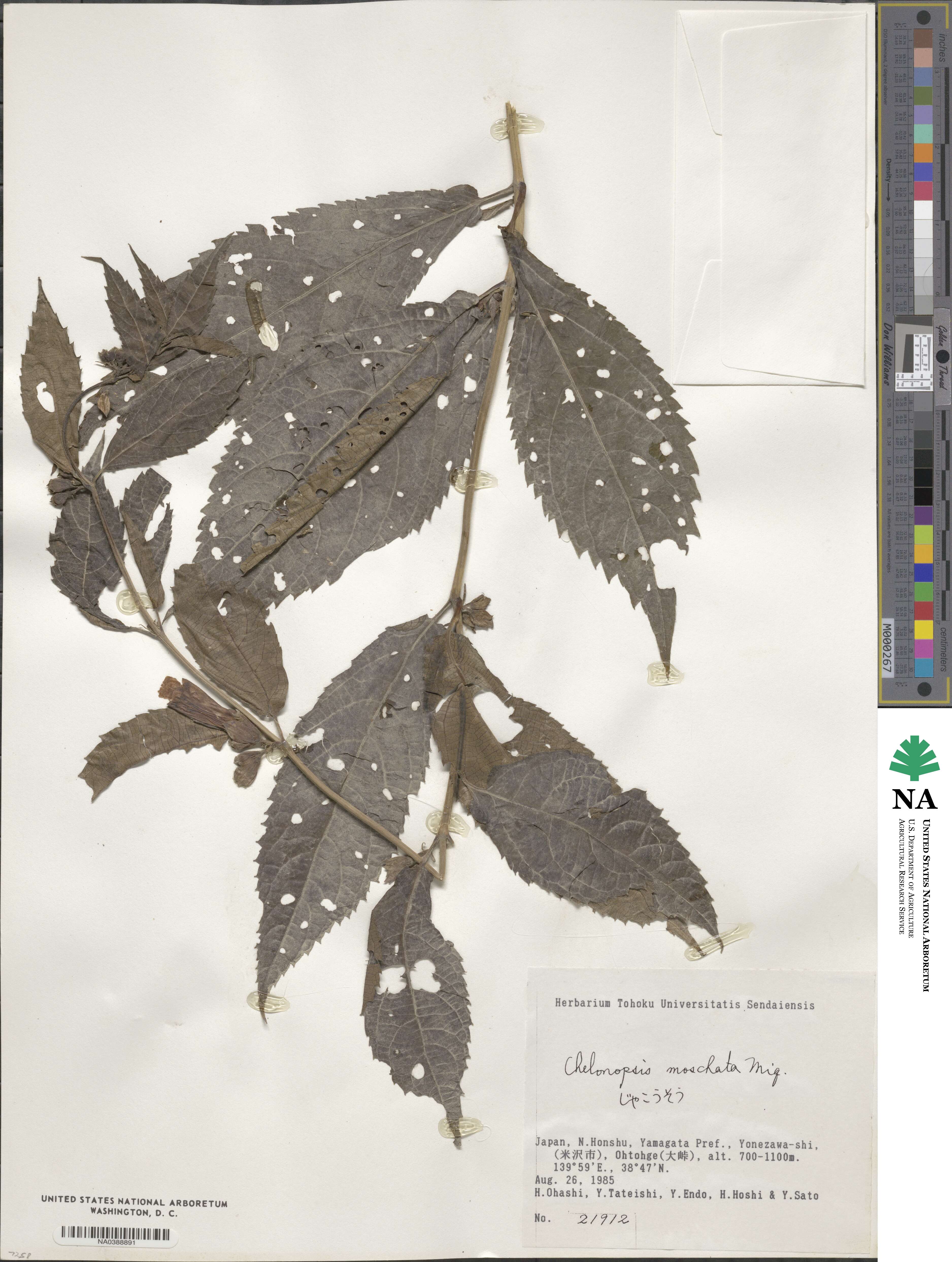 Chelonopsis moschata image