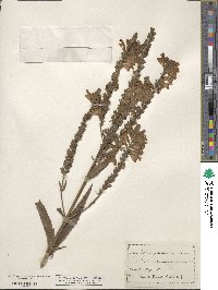 Physostegia virginiana image