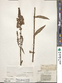 Physostegia virginiana image