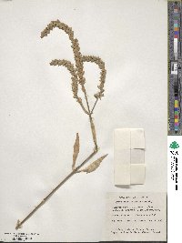 Physostegia virginiana image