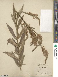 Physostegia virginiana image