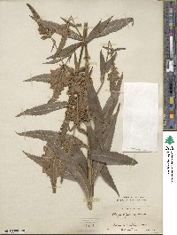 Physostegia virginiana image