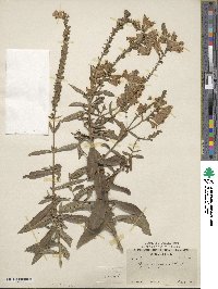 Physostegia virginiana image