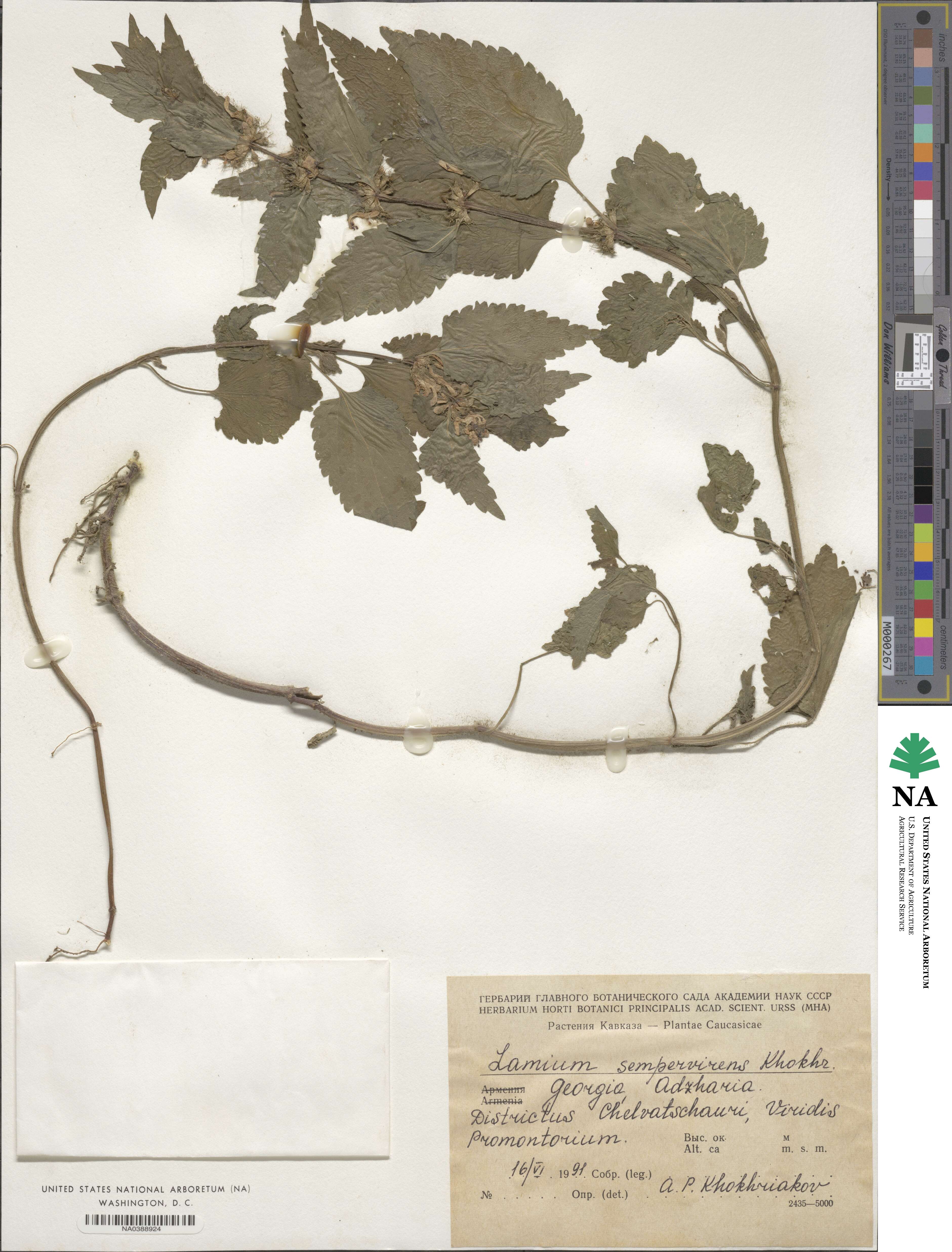 Lamium album subsp. album image