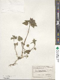 Lamium purpureum image