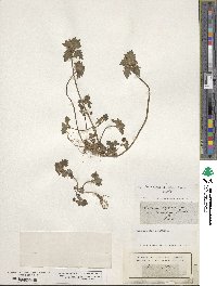 Lamium purpureum image