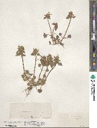 Lamium purpureum image