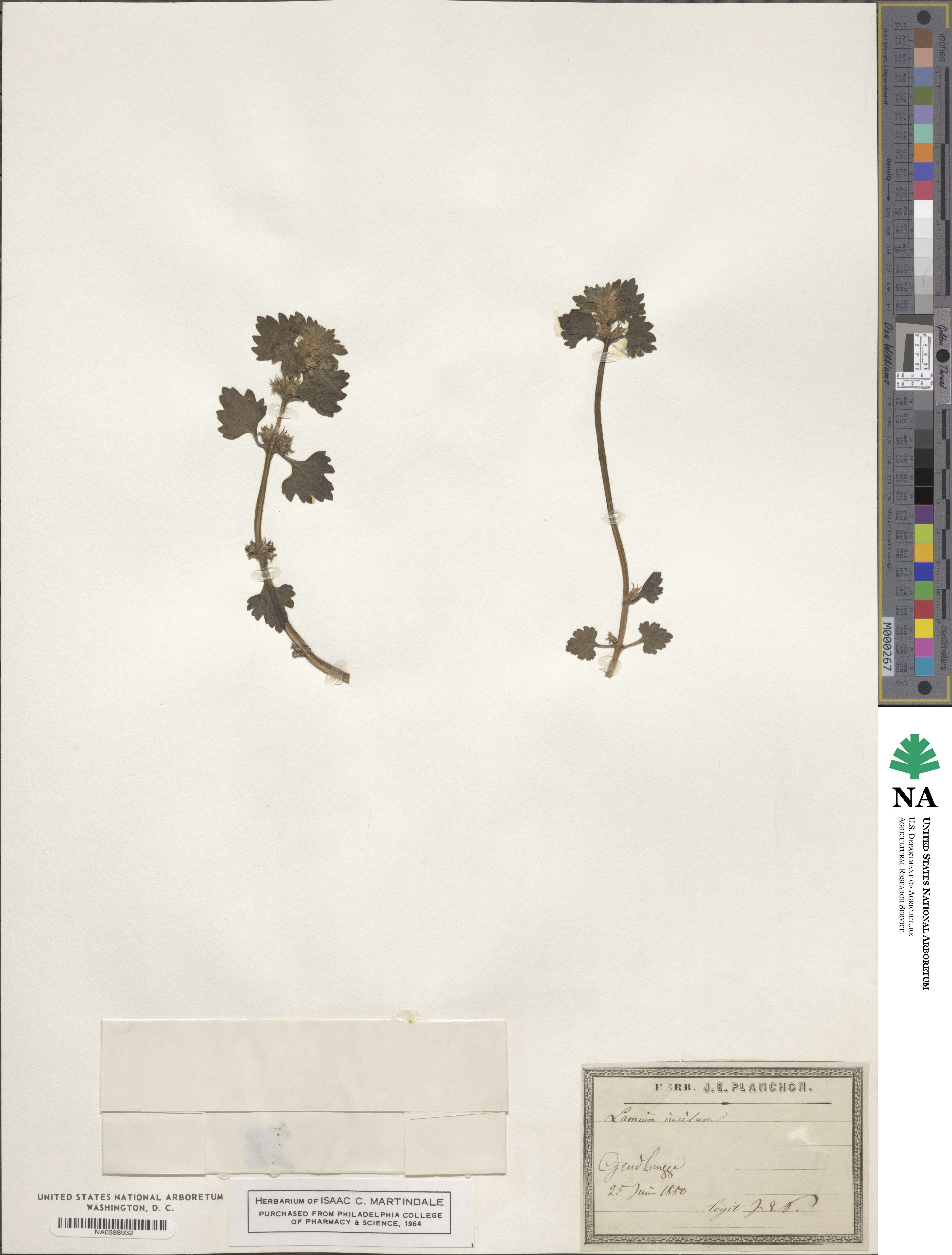 Lamium image