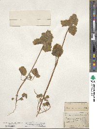 Lamium purpureum image