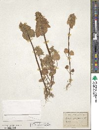 Lamium purpureum image